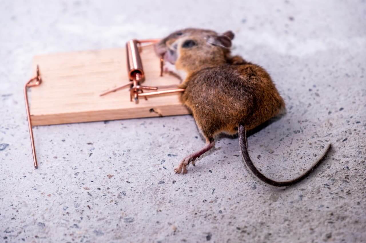 Dératisation : B.A.N France Pest Control