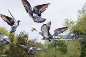 Dépigeonnage : BioProtect5D