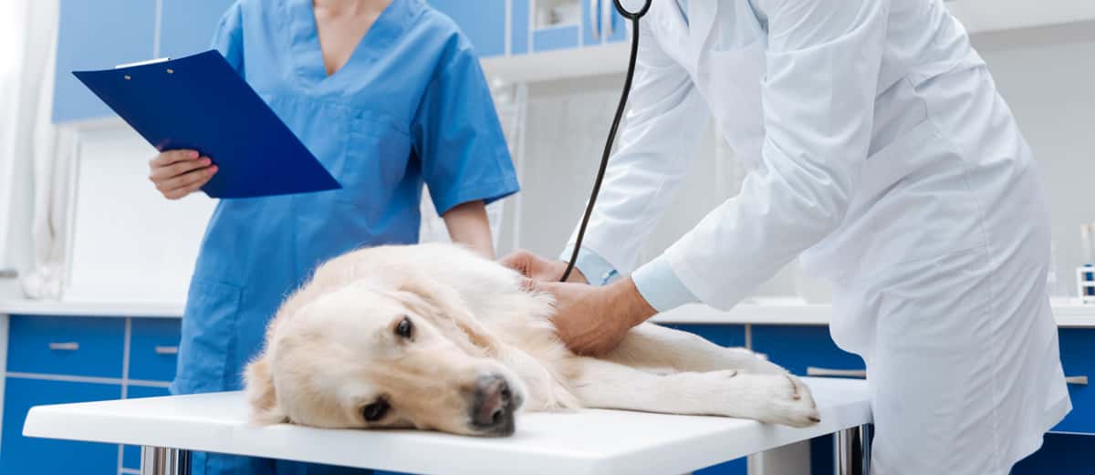 Médecine préventive : Clinique vétérinaire Hermès