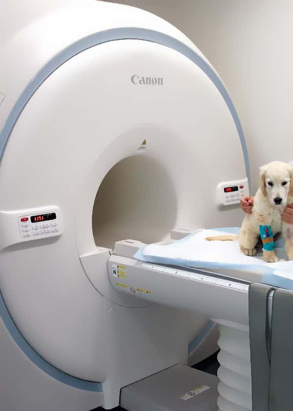 Service de scanner : Clinique vétérinaire Hermès