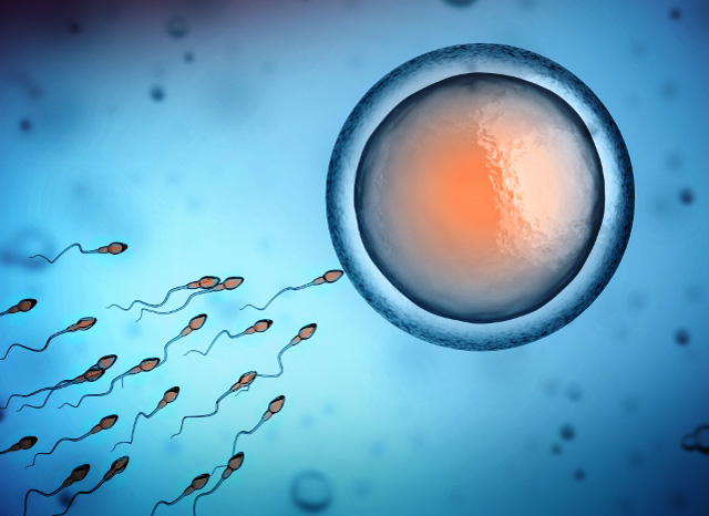 Biologie de la reproduction : Laboratoire Friedland
