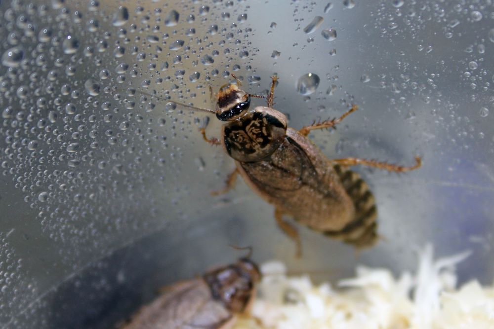 Produit et traitement anti cafard : R2D 23