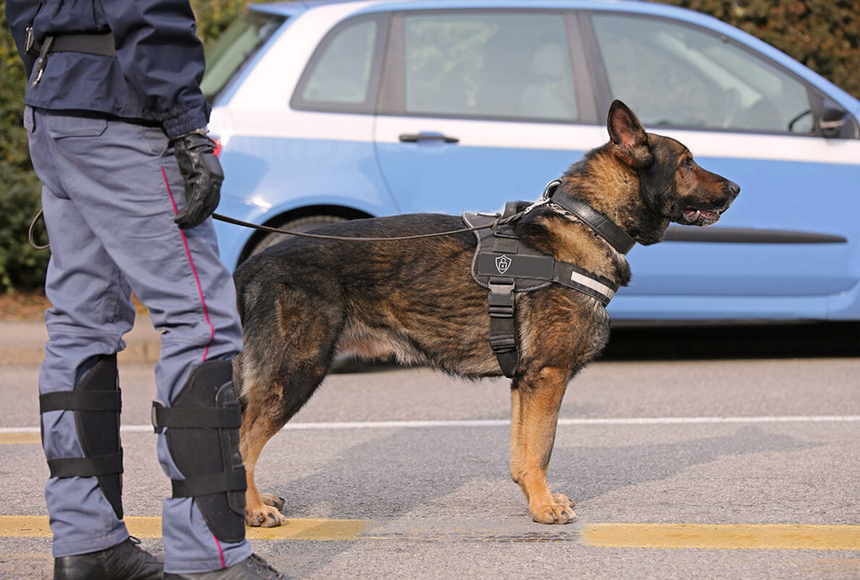 Agent cynophile de sécurité  : Protectis Sécurité